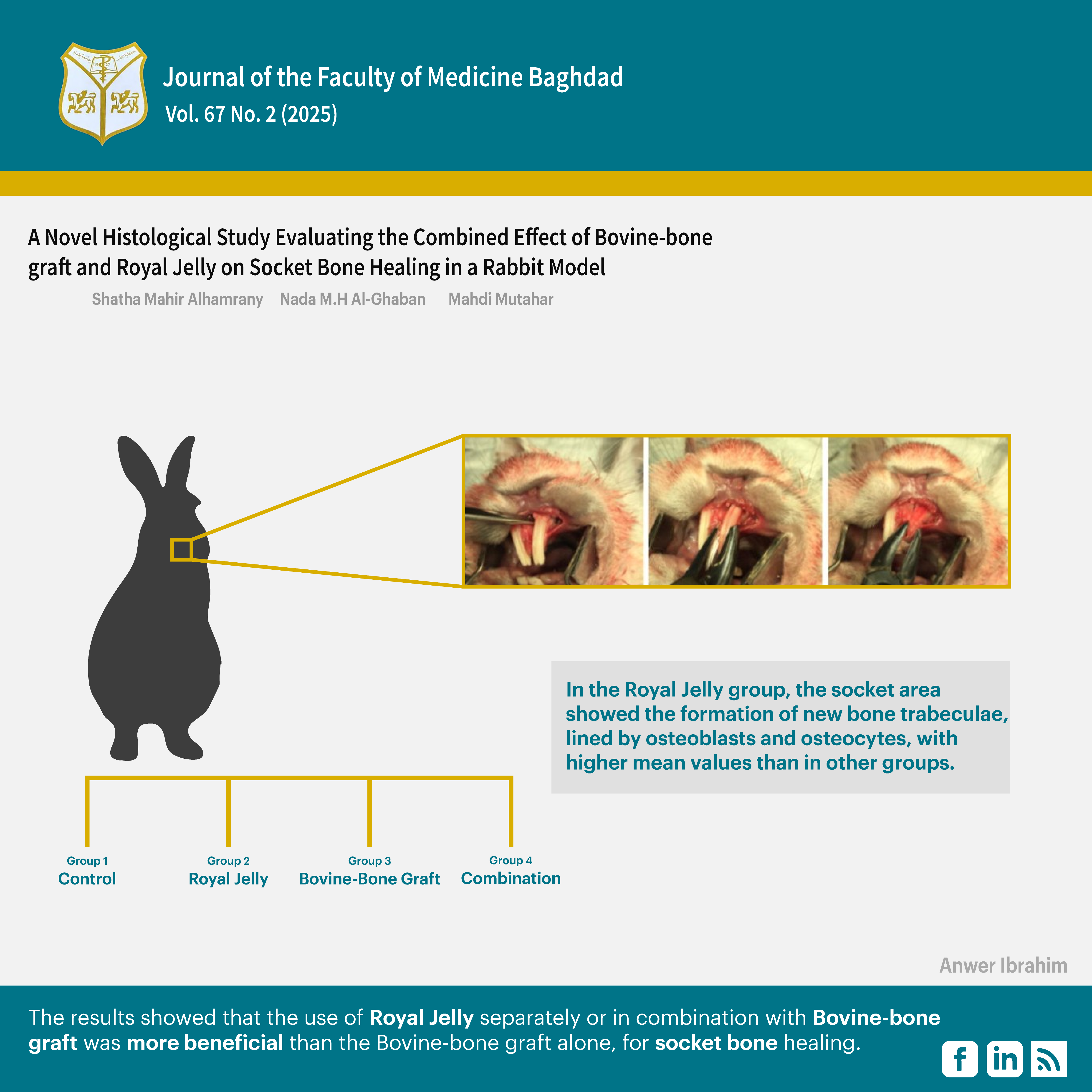 Royaj Jelly , Bovine-Bone graft, Bone healing
