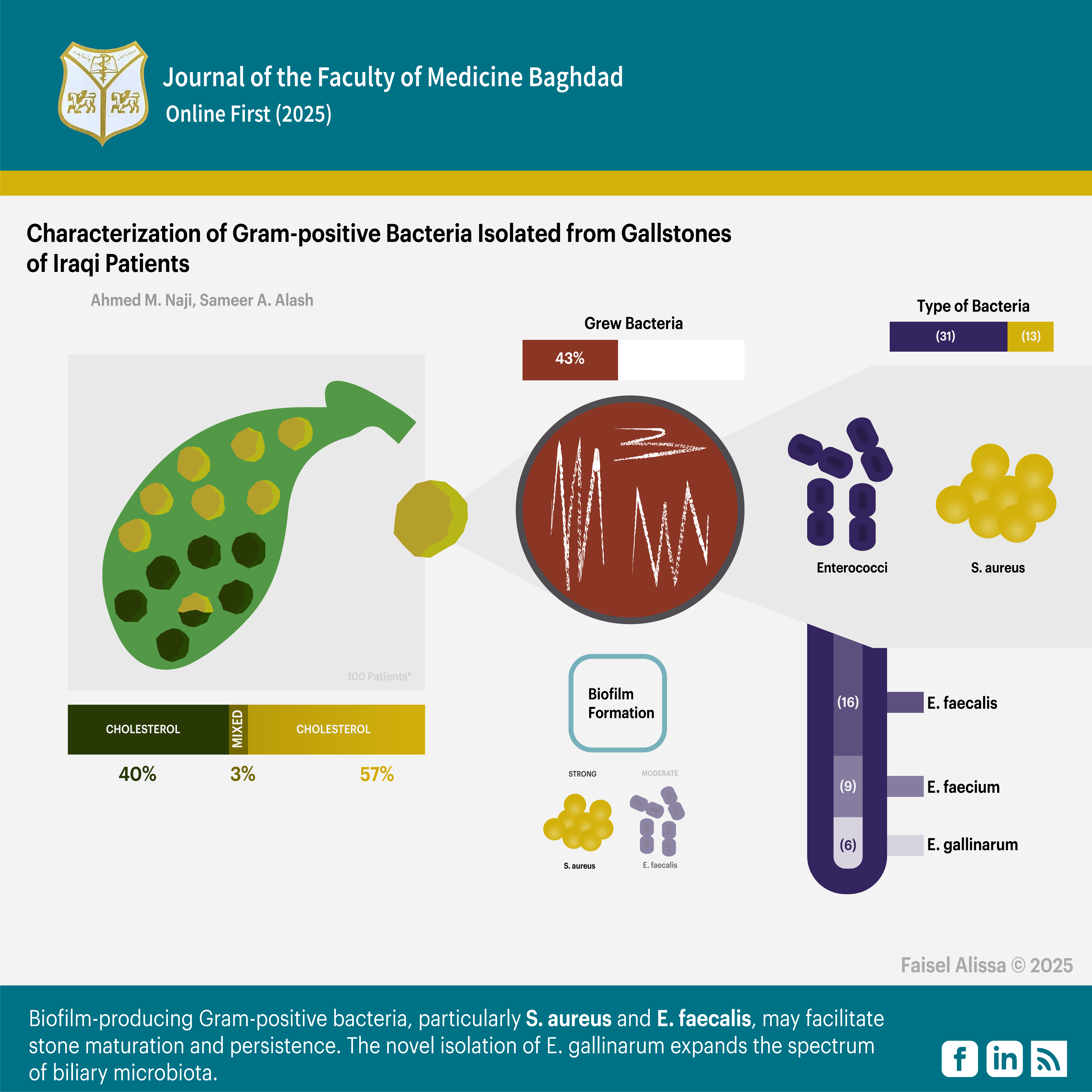 Biofilm; Cholesterol;  Enterococcus; Gallstone disease; Staphylococcus aureus